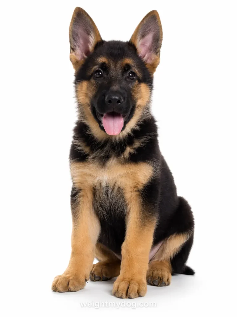 Free German Shepherd Weight Calculator