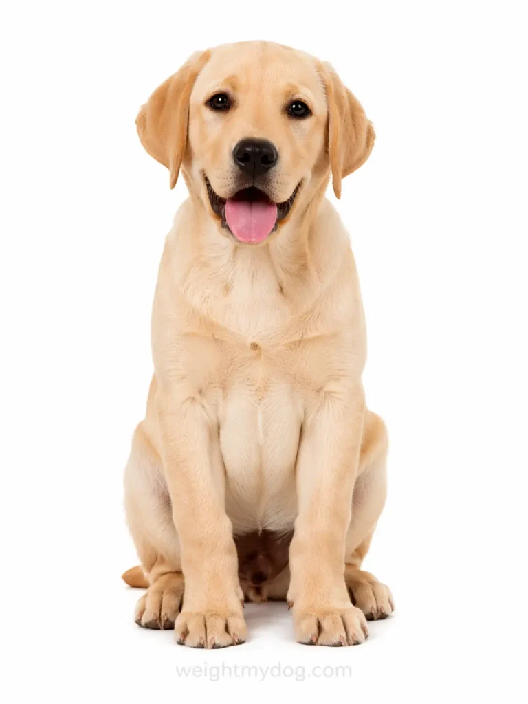 Free Labrador Retriever Weight Calculator – Predict Your Lab's Adult Size 2 Labrador Retriever Weight Calculator