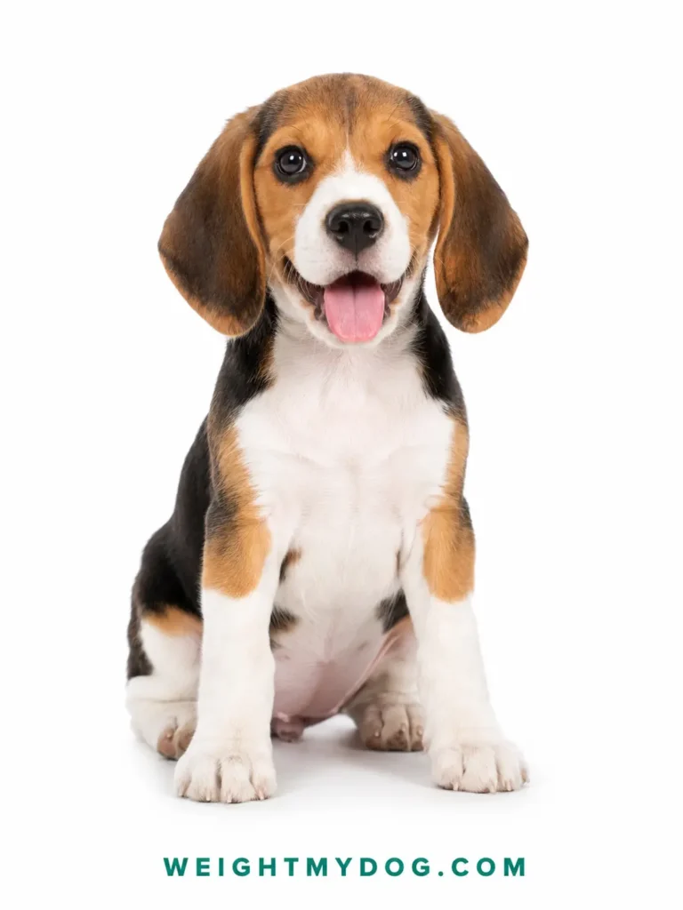 Free Beagle Weight Calculator: Is Your Pup Healthy? 2 Beagle Weight Calculator