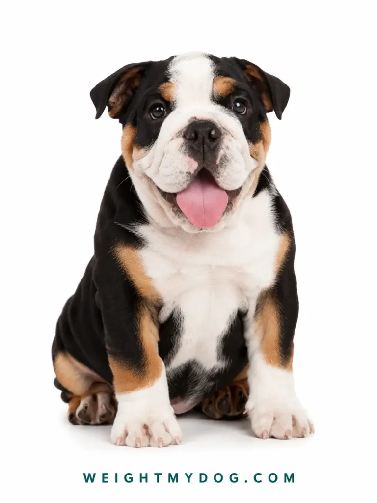 English Bulldog Weight Calculator