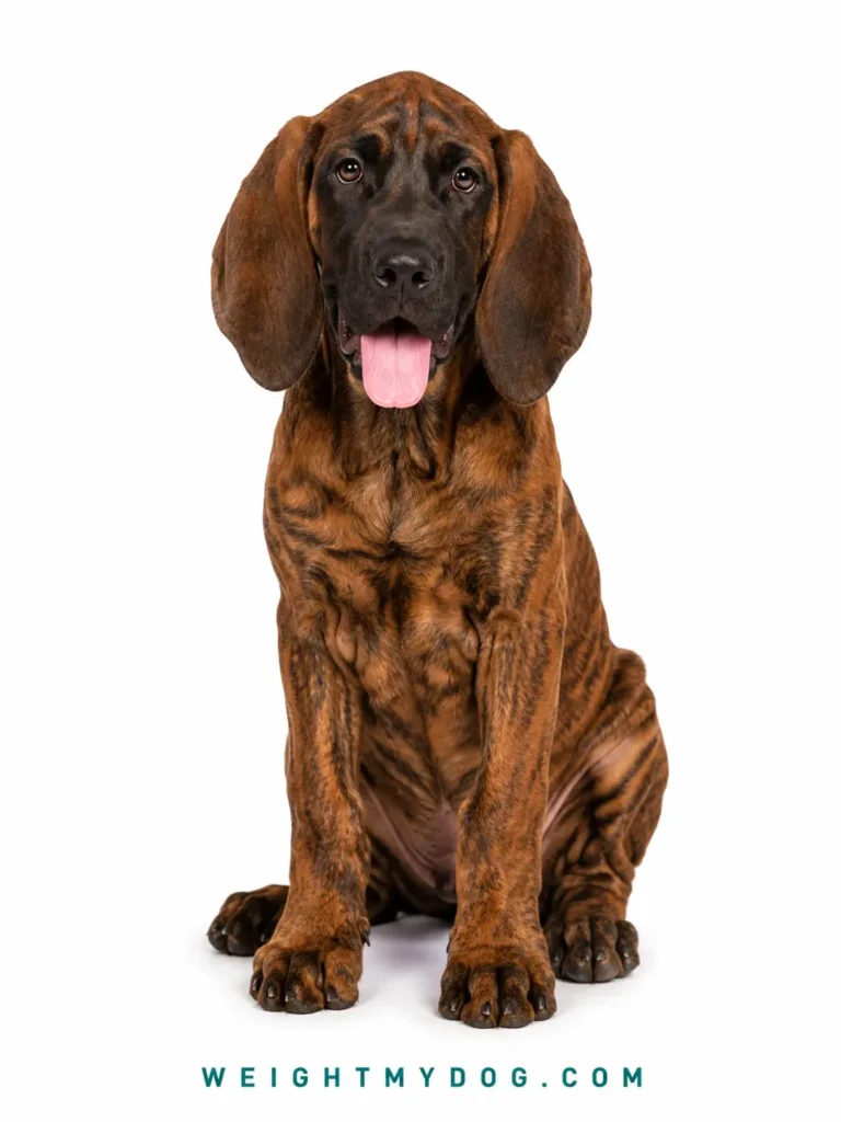 Hanoverian Scenthound Weight Calculator