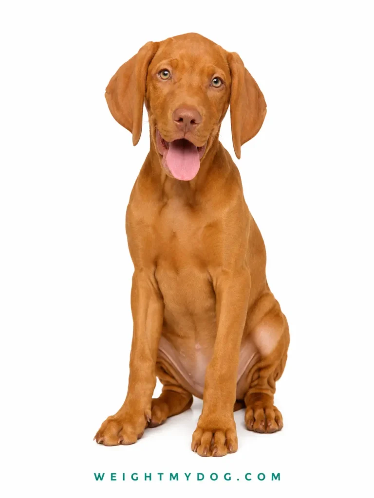 Vizsla Weight Calculator