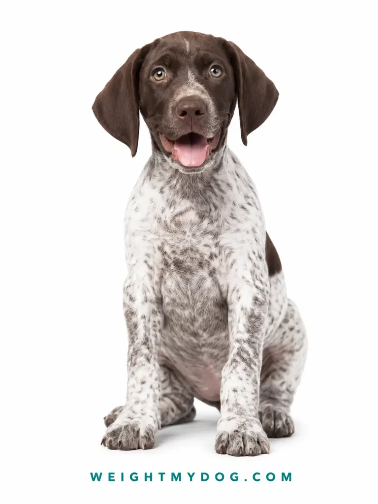 German Shorthaired Pointer Weight Calculator — Free Puppy & Dog Growth Chart 2 German Shorthaired Pointer Weight Calculator