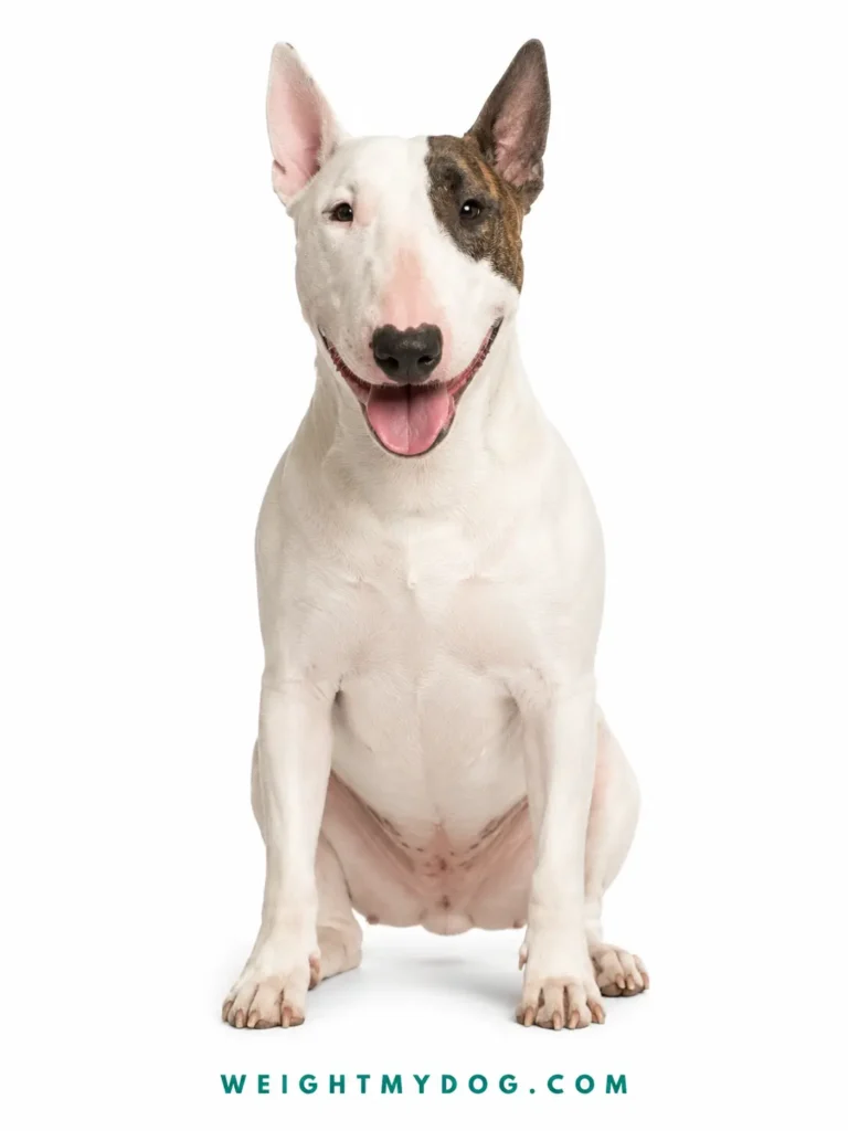 Bull Terrier Weight Calculator — Free Puppy & Dog Growth Chart by Age 2 Bull Terrier Weight Calculator