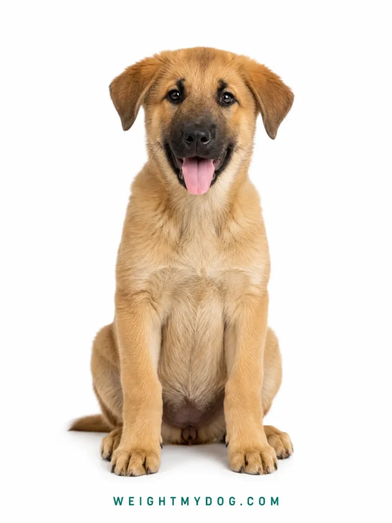 Chinook Weight Calculator — Free Puppy & Dog Growth Chart 2 Chinook Weight Calculator