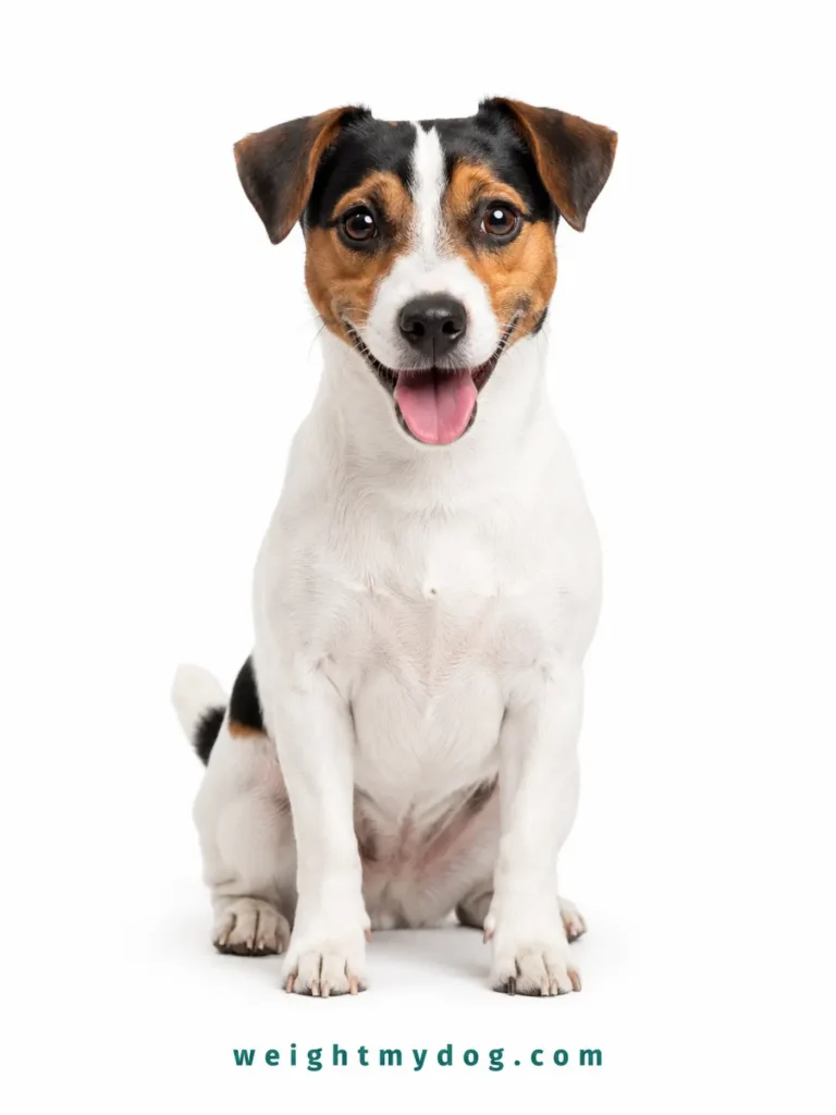 Jack Russell Terrier Weight Calculator