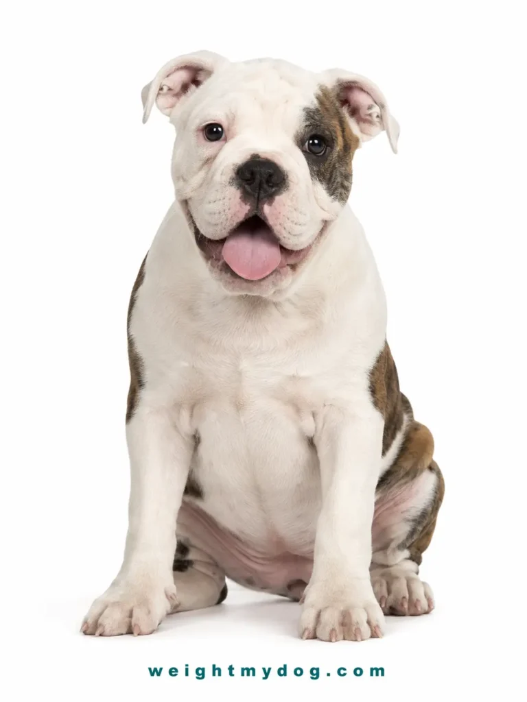 American Bulldog Weight Calculator — Free Puppy Growth Chart by Age 2 American Bulldog Weight Calculator