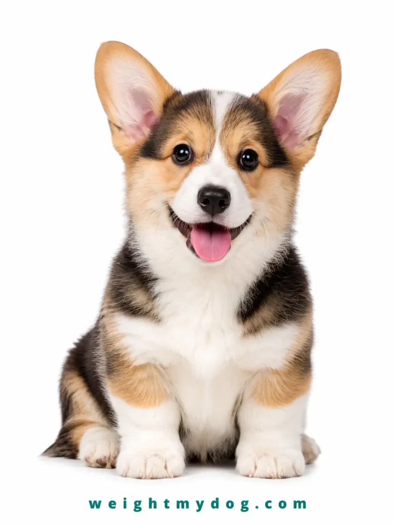 Corgi Weight Calculator