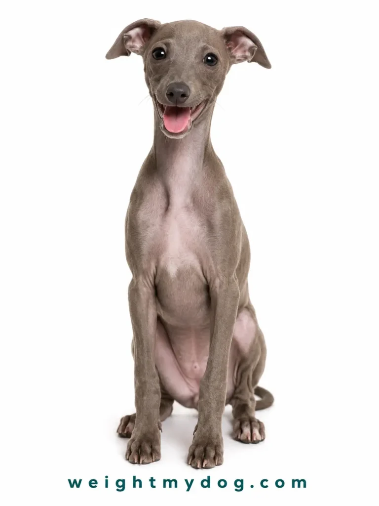 Italian Greyhound Weight Calculator