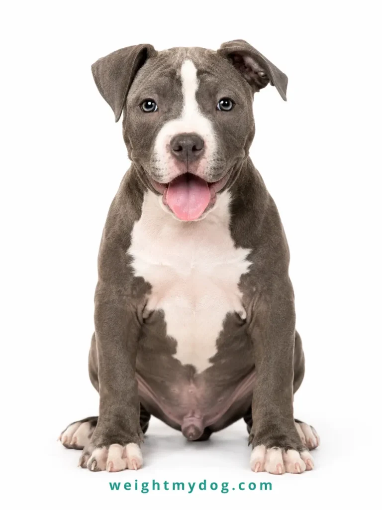 Pitbull Weight Calculator
