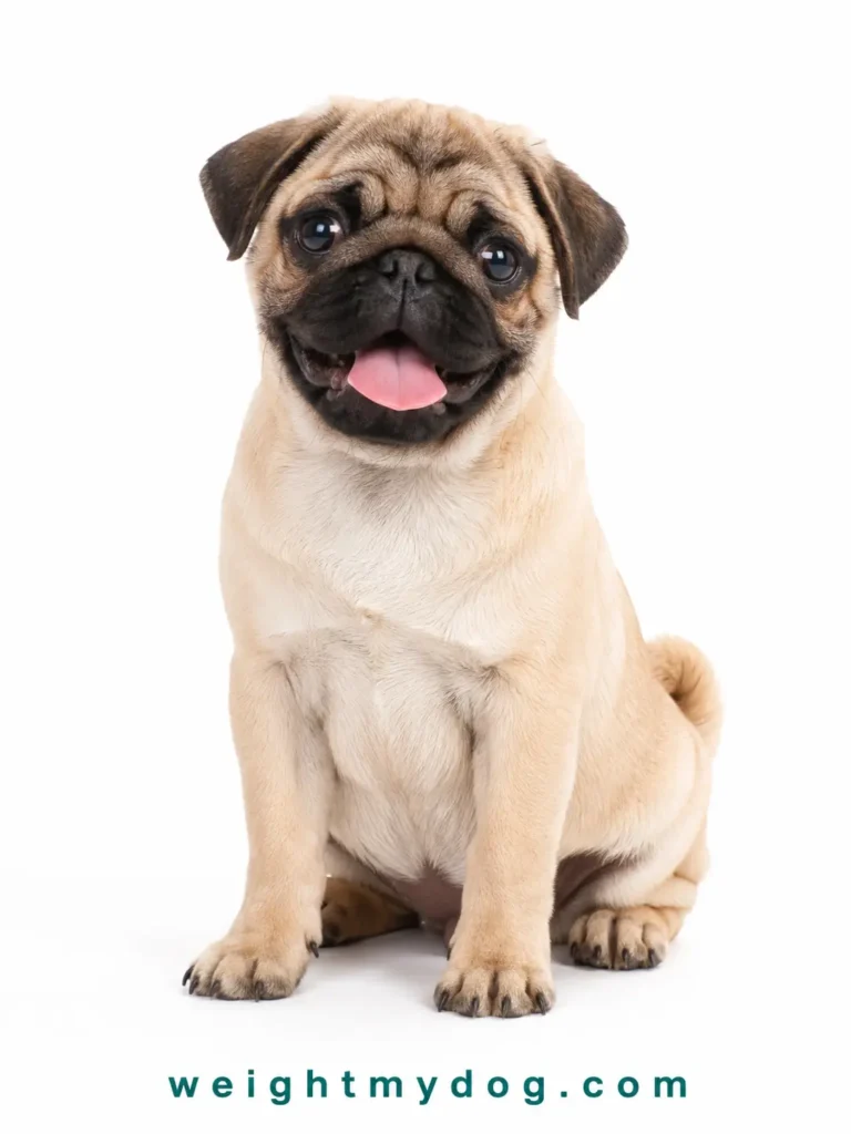 Pug Weight Calculator