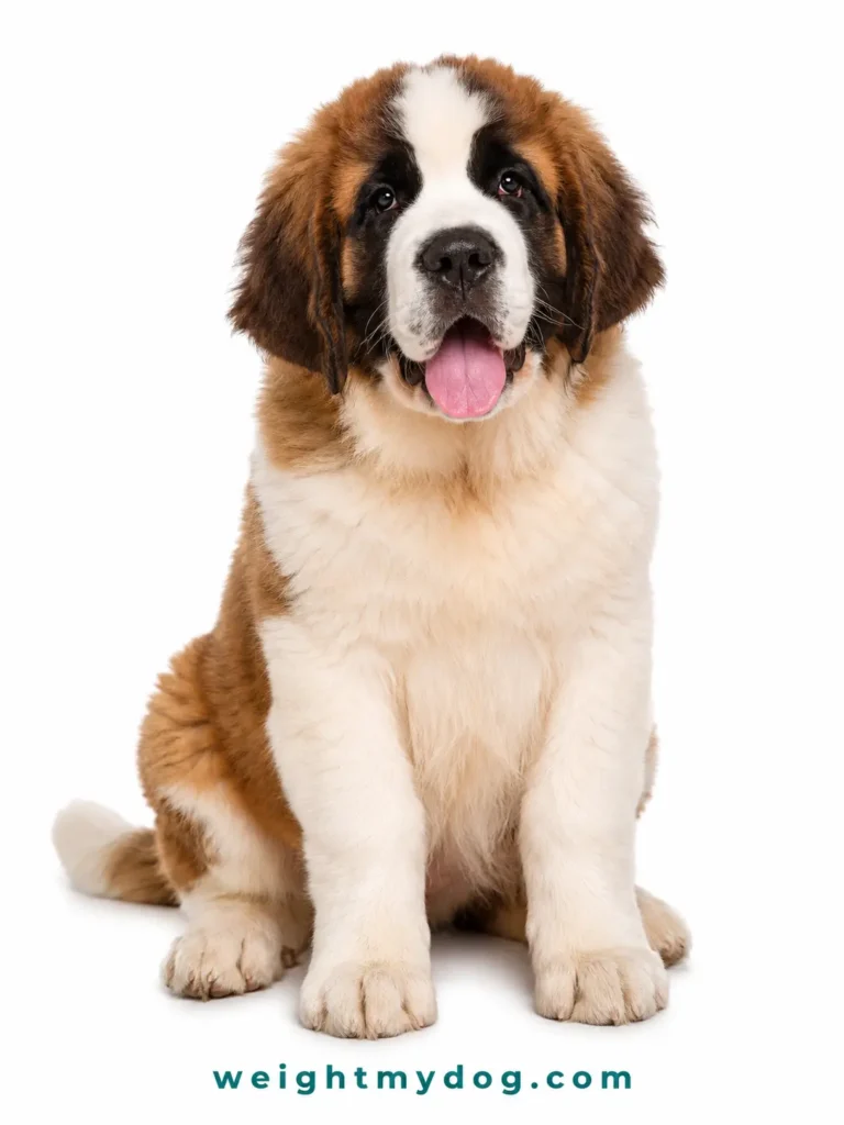 Saint Bernard Weight Calculator