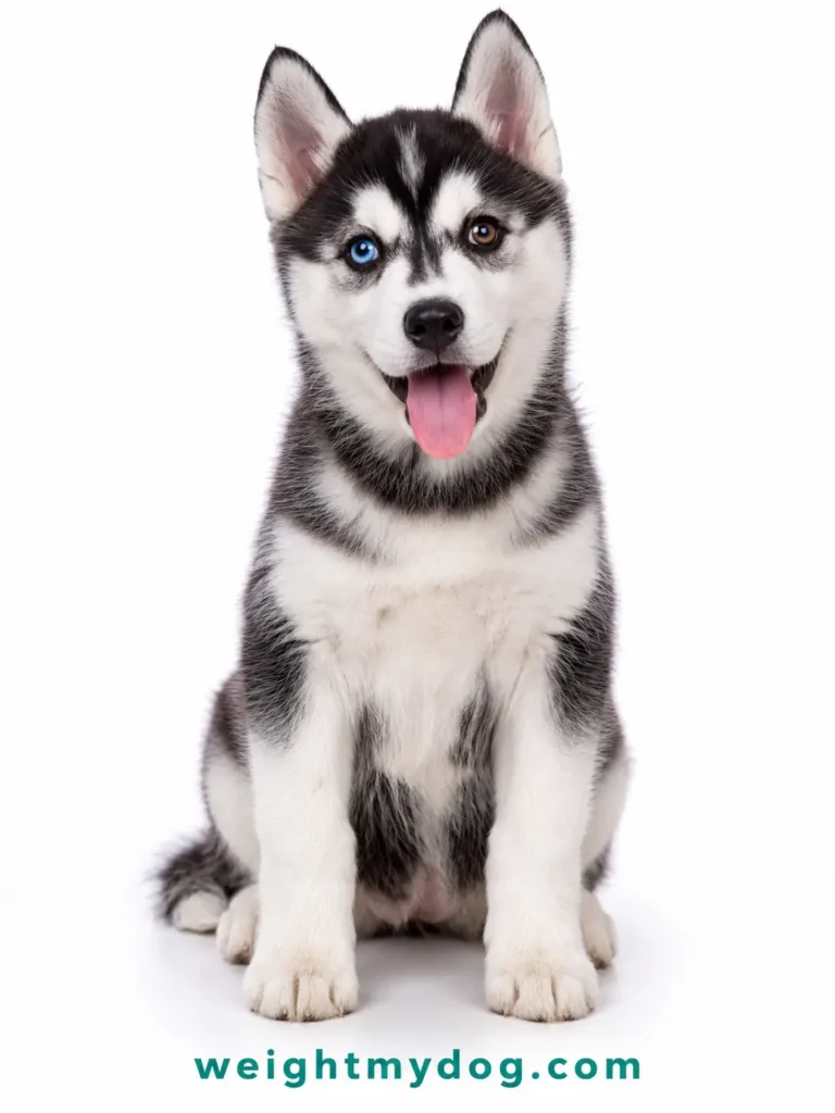 Siberian Husky Weight Calculator — Free Puppy Growth Chart by Age 2 Siberian Husky Weight Calculator