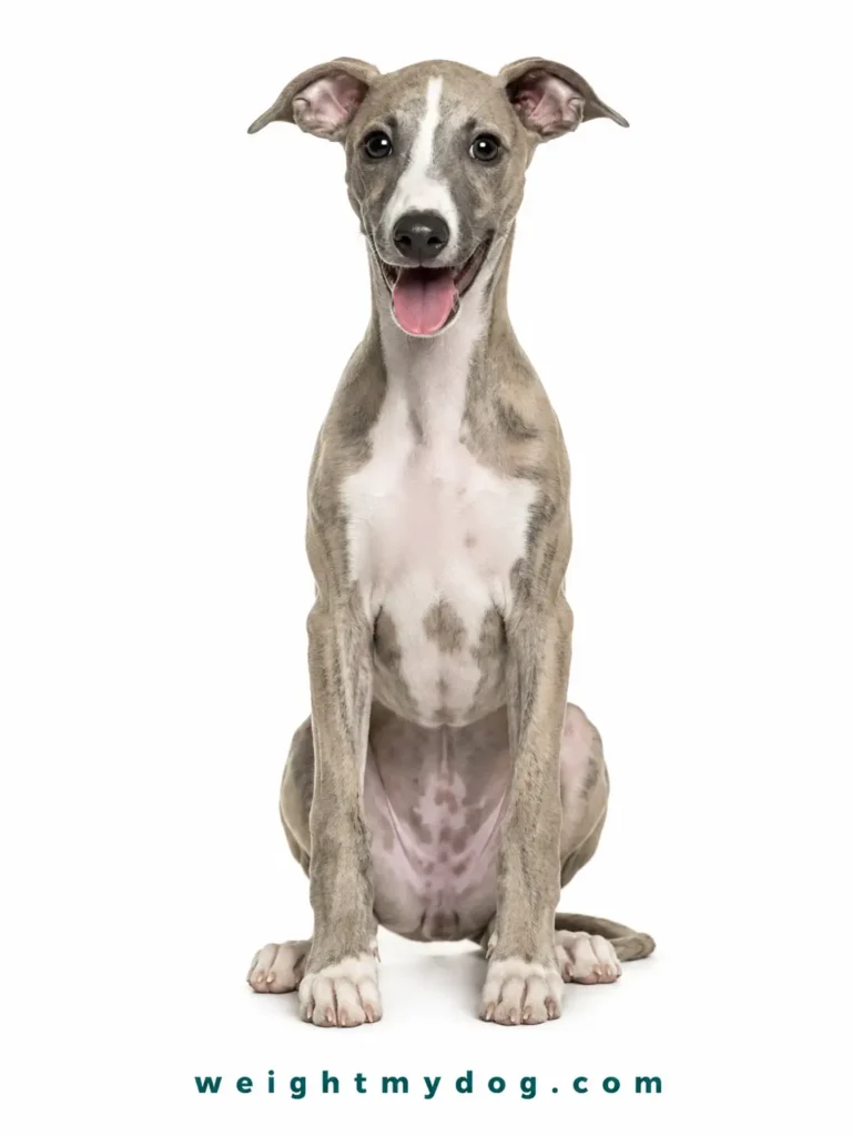 Whippet Weight Calculator — Free Puppy & Dog Growth Chart by Age 2 Whippet Weight Calculator