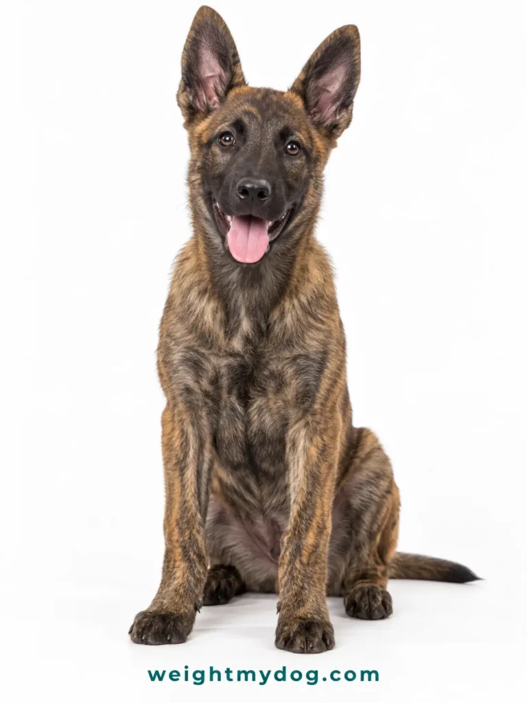 Dutch Shepherd Weight Calculator โ Free Puppy & Dog Growth Chart by Age 2 Dutch Shepherd Weight Calculator
